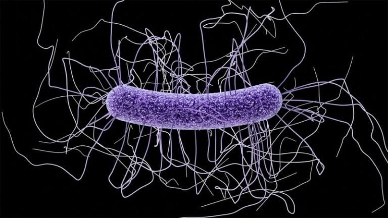 Clostridioides difficile illustration